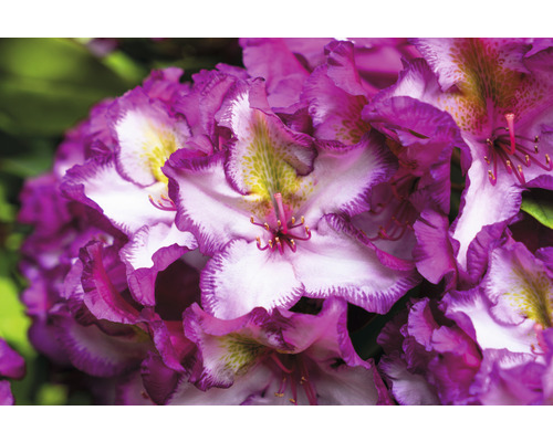 Nahaufnahme einer Rhododendronblüte