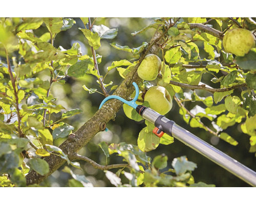 Récolte de pommes avec cueille-fruits sur un arbre