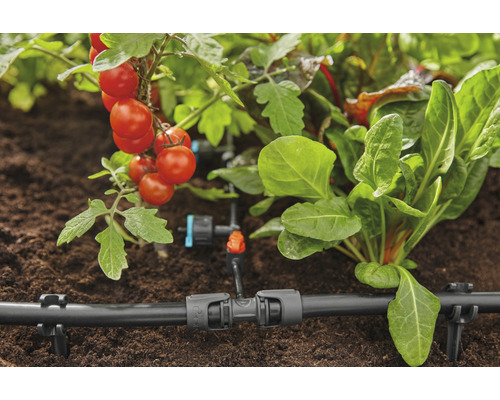 Système d''irrigation pour les plantes dans le jardin
