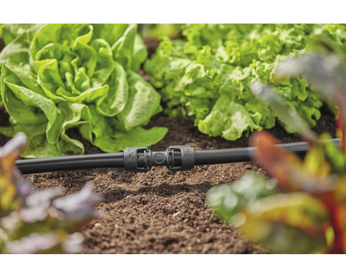 Système d''irrigation avec raccord en T dans le potager
