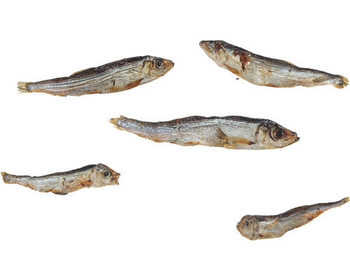 Plusieurs poissons éperlans