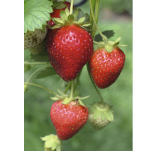 Fraisier avec des fruits mûrs et non mûrs