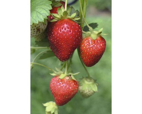 Fraisier avec des fruits mûrs et non mûrs