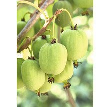 Baies de kiwi sur une branche