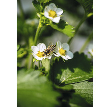 Abeille sur fleur de fraisier