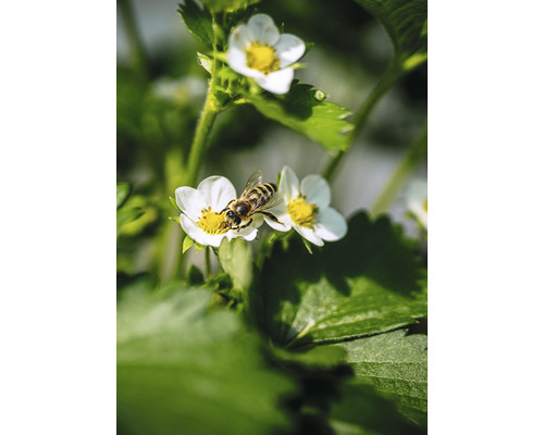 Abeille sur fleur de fraisier