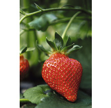 Gros plan d'une seule fraise mûre sur la plante.