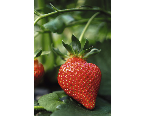 Gros plan d'une seule fraise mûre sur la plante.
