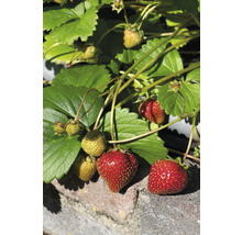 Fraisier avec des fraises mûres et non mûres