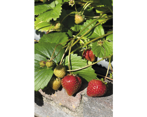Fraisier avec des fraises mûres et non mûres