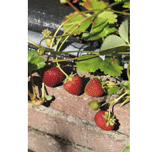 Des fraises poussent sur un mur dans le jardin.