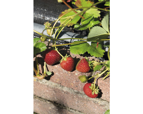 Des fraises poussent sur un mur dans le jardin.