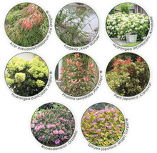 Collage verschiedener Pflanzenarten wie Ahorn, Hortensie, Bambus, Rhododendron und Spiere
