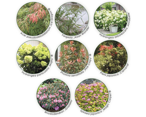 Collage de différentes espèces de plantes telles que l''érable, l''hortensia, le bambou, le rhododendron et la spirée