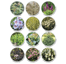 Collage de différentes espèces de plantes pour le jardin.