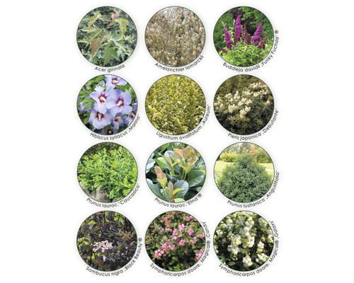 Collage de différentes espèces de plantes pour le jardin.