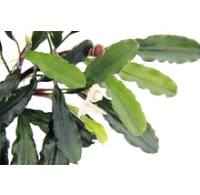 Bucephalandra pygmaea 'Bukit Kelam' In-Vitro
