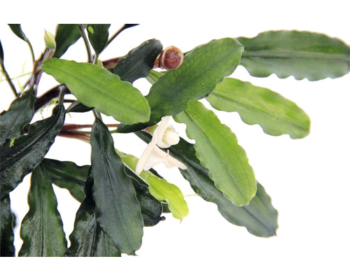 Gros plan de la plante d''aquarium Bucephalandra avec fleur et feuilles.