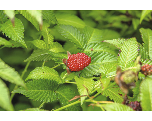 Eine reife Himbeere zwischen grünen Blättern