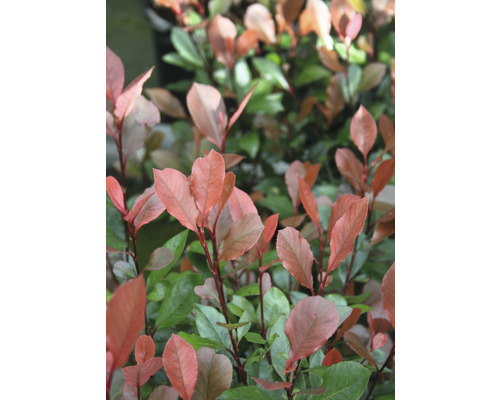 Photinia Fraseri Red Robin Hecke