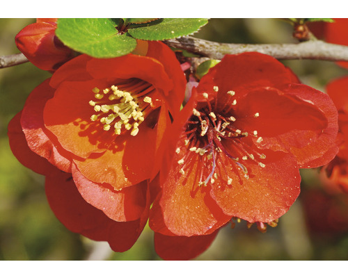 Nahaufnahme von rot blühendem Zierquittenstrauch.