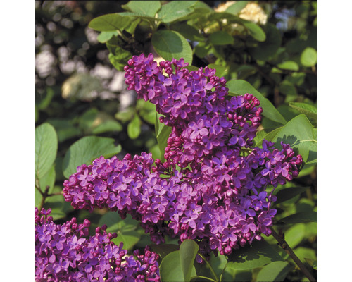 Inflorescence de lilas commun avec feuilles