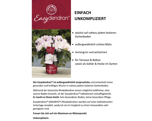 Easydendron Pflanze mit Blüten im Topf