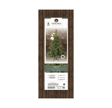 Emballage d'un sapin Grandis artificiel avec éclairage d'Everlands