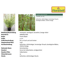 Gartenbambus Fargesia Asian Wonder im Topf
