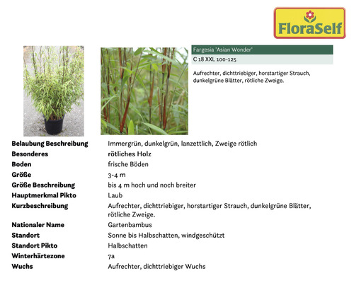 Gartenbambus Fargesia Asian Wonder im Topf
