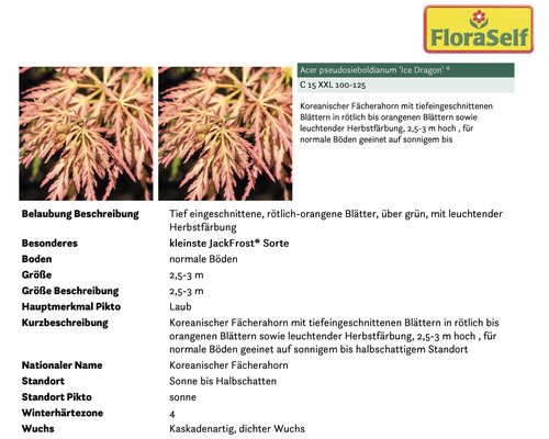 FloraSelf Logo. Koreanischer Fächerahorn Ice Dragon mit tief eingeschnittenen Blättern und leuchtender Herbstfärbung, geeignet für sonnigen bis halbschattigen Standort.