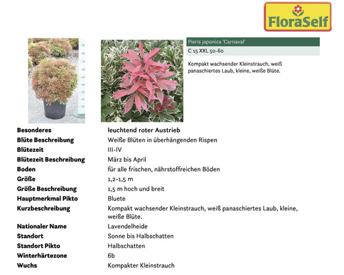 Japanische Lavendelheide ''Carnaval'' im Topf