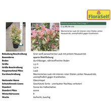 Photinia serratifolia ''Pink Crispy'' im Topf, eine Glanzmispel mit marmoriertem Laub und pinkem Neuaustrieb.