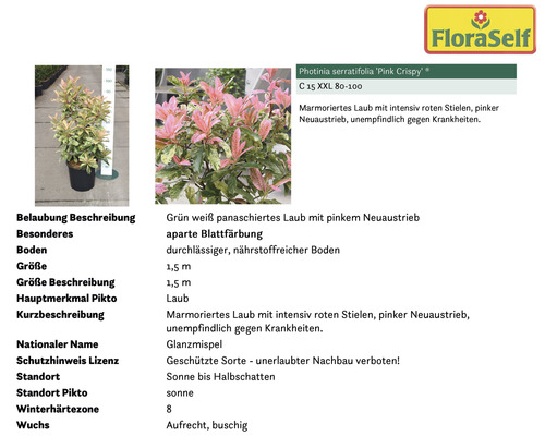 Photinia serratifolia ''Pink Crispy'' im Topf, eine Glanzmispel mit marmoriertem Laub und pinkem Neuaustrieb.
