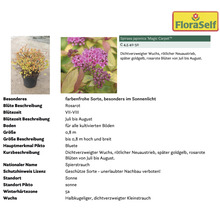 Spiraea japonica Magic Carpet, Informationen zum Zierstrauch
