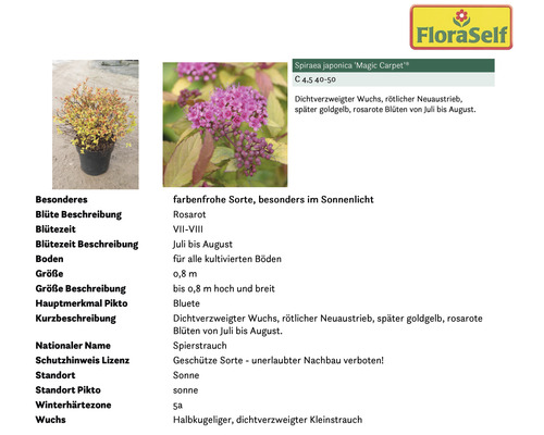 Spiraea japonica Magic Carpet, Informationen zum Zierstrauch