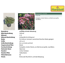 Rhododendron Graziella im Topf mit Informationen zu Blütezeit, Größe und Standort
