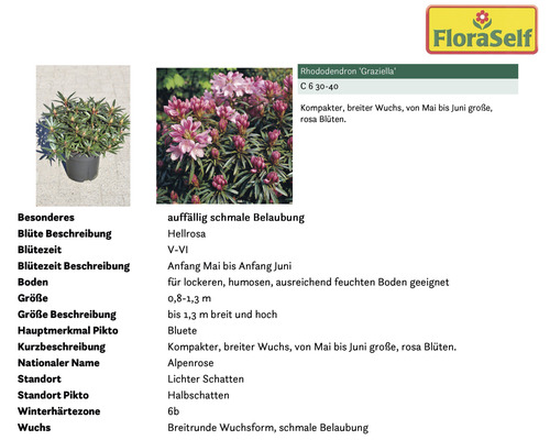Rhododendron Graziella im Topf mit Informationen zu Blütezeit, Größe und Standort