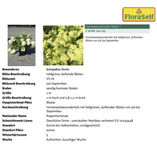 Rispenhortensie Mojito im Topf mit hellgrünen Blüten