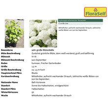 Annabelle Rispenhortensie im Topf