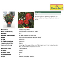 Rose Zepeti im Topf mit Produktinformationen.