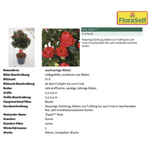 Pflanzenset Terrasse FloraSelf ca. 30 m² Beet 11 Pflanzen inkl. 5 Kg Hofdünger organischer Dünger