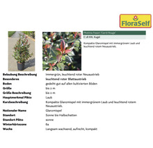 Pflanzenset Terrasse FloraSelf ca. 30 m² Beet 11 Pflanzen inkl. 5 Kg Hofdünger organischer Dünger