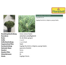 Pflanzenset Terrasse FloraSelf ca. 30 m² Beet 11 Pflanzen inkl. 5 Kg Hofdünger organischer Dünger