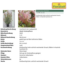 Pflanzenset Terrasse FloraSelf ca. 30 m² Beet 11 Pflanzen inkl. 5 Kg Hofdünger organischer Dünger