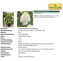 Pflanzenset Terrasse FloraSelf ca. 30 m² Beet 11 Pflanzen inkl. 5 Kg Hofdünger organischer Dünger