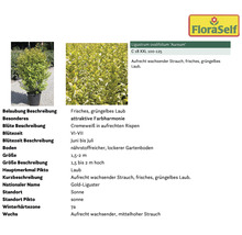 Goldliguster im Topf mit Beschreibung der Eigenschaften