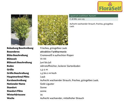 Goldliguster im Topf mit Beschreibung der Eigenschaften