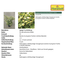 Amethystbeere Magical Galaxy im Topf