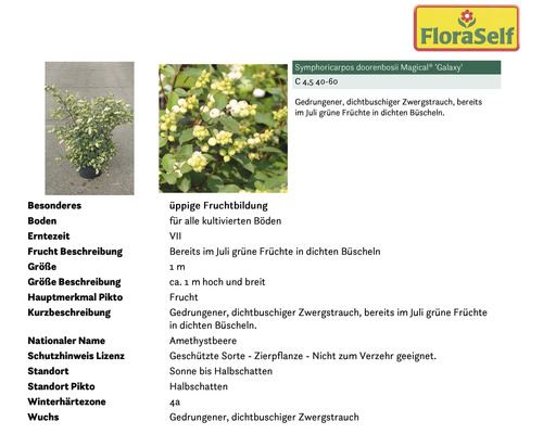 Amethystbeere Magical Galaxy im Topf